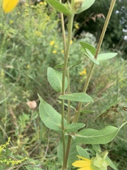 Silphium integrifolium