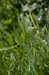 Capsella bursa-pastoris