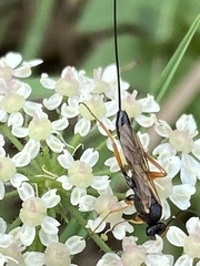 Pimpla rufipes