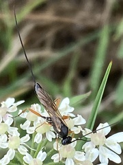 Pimpla rufipes