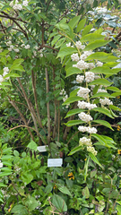 Deutzia pulchra