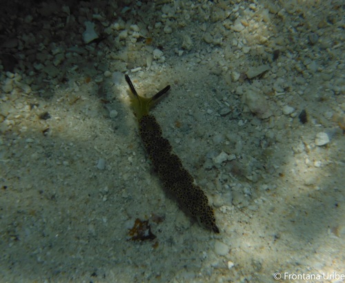 Diomedes' Sapsucker