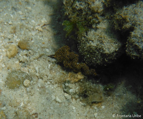 Diomedes' Sapsucker