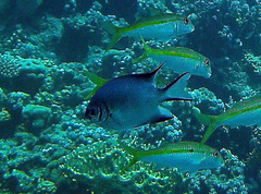 Amblyglyphidodon indicus