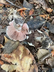 Agaricaceae