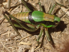 Eupholidoptera schmidti