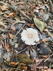 Agaricaceae