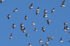 Pelecanus conspicillatus