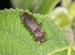 Agrypnus bipapulatus