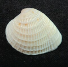 Chione elevata