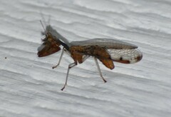 Dicromantispa interrupta