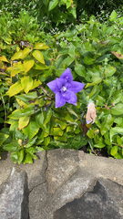 Platycodon grandiflorus