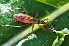 Nabis limbatus