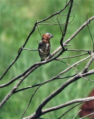 Sporophila cinnamomea