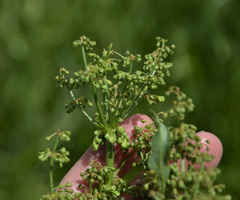 Rumex confertus