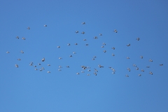 Pelecanus conspicillatus