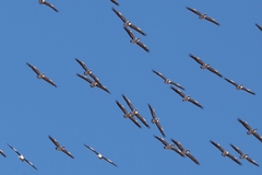 Pelecanus conspicillatus
