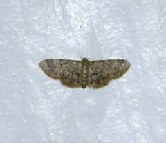 Idaea pervertipennis