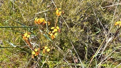 Diuris corymbosa