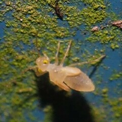 Xanthocaecilius sommermanae