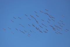 Pelecanus conspicillatus