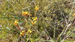 Diuris corymbosa