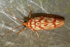 Lactura erythractis