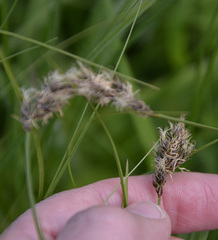 Carex praecox