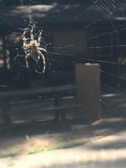 Araneus
