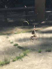 Araneus