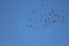 Pelecanus conspicillatus
