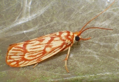 Lactura erythractis