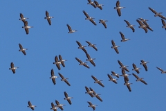 Pelecanus conspicillatus