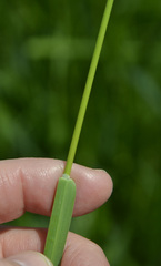 Poa pratensis