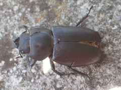 Lucanus cervus