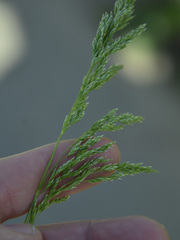 Poa pratensis