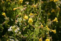 Erythranthe michiganensis