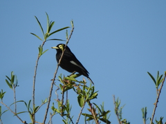 Hymenops perspicillatus