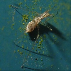 Empicoris errabundus