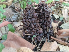 Kopsiopsis strobilacea