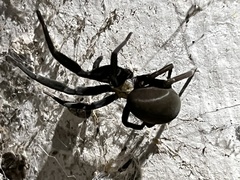 Kukulcania hibernalis