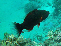 Oxycheilinus digramma