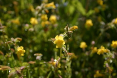 Erythranthe michiganensis