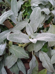 Stachys byzantina