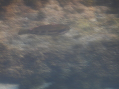 Heteroscarus acroptilus