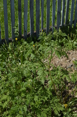 Anthriscus sylvestris