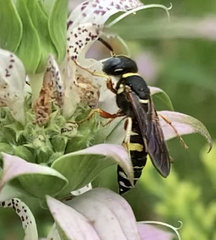 Philanthus ventilabris
