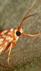 Lactura erythractis