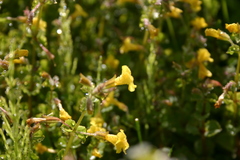 Erythranthe michiganensis