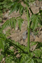 Anthriscus sylvestris